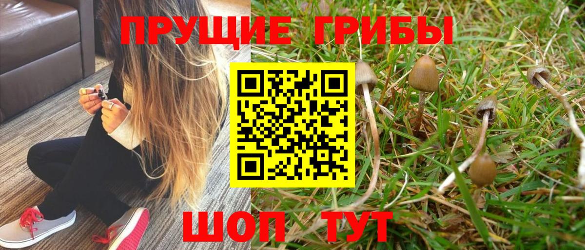 Псилоцибиновые грибы GOLDEN TEACHER  Вход с VPN  Будённовск 